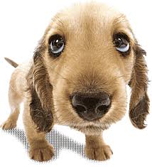 Image <b>The Rock</b> Springs Animal Shelter has <b>...</b> Picture