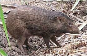 Pygmy Hog Pygmy Hog