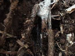 Hiding place of a male black