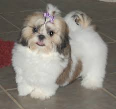 Shih Tzu lines behind them