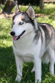 Breed Information Siberian Husky