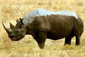 rinoceronte pronunciation