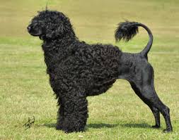 Portuguese Water Dog 9R023D-128