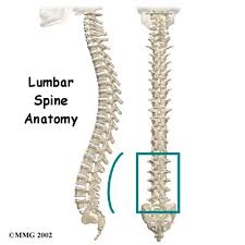 Lumbar Spine Anatomy | eorthopod.