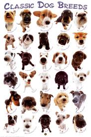 Dog Breeds Poster