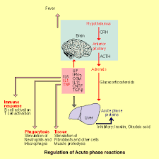 http://www.copewithcytokines.de/acutephase.gif