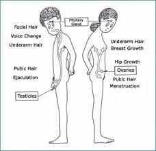 Changes of puberty prepare the body