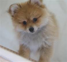 pomeranian puppy jpg