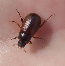 insecte pronunciation