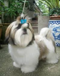 shih tzu