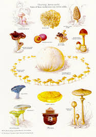 Smokey x26s Fungi Nature Poster
