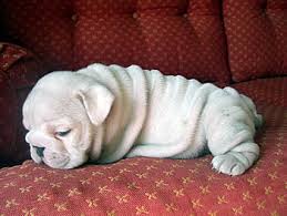 l english bulldog puppy jpg