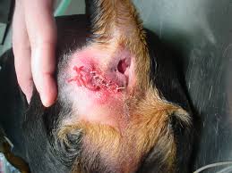 Treatment of anal gland abscesses
