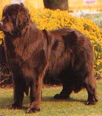Newfoundland Dog Pictures