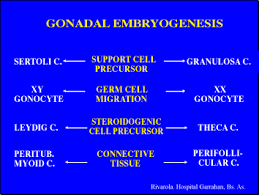 http://www.endopedonline.com.ar/img/Numero%25201/Figura%25201I.jpg