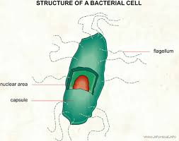 Bacterial cell