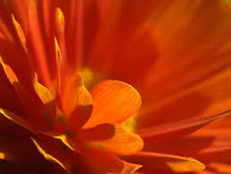 one of the nature backgrounds