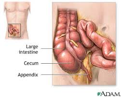 The Appendix \x26amp; The Hygiene 