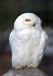 Animal Bytes Barn Owl