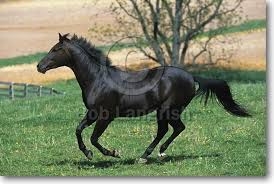 Quarter Horse