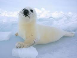 Image Harp Seal Picture