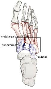 The Lisfranc joint is actually a 