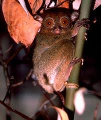 Tarsius pumilus (pygmy tarsier)