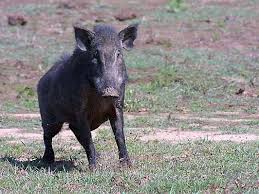 Wild Boar