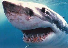 great white shark picture 018 jpg