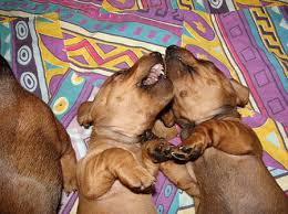 Dachshund puppies games