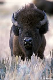 American Buffalo (a.k.a. Bison):