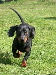 Breed Information Dachshund