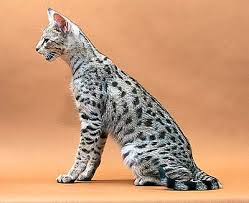 The classic pose of the savannah cat 