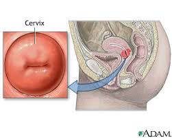 Cervix