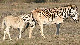 Quagga or Zebra