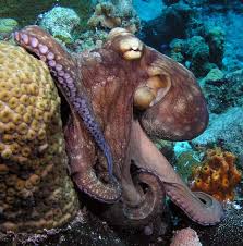 Octopus Octopus vulgaris