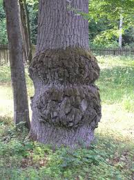 Beentree, Burl on Quercus robur, 