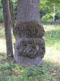 Beentree, Burl on Quercus robur,