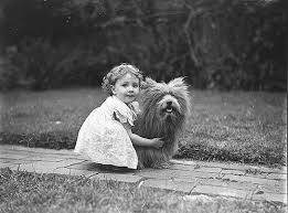 Image Scottish terrier dog, <b>c</b>. Picture