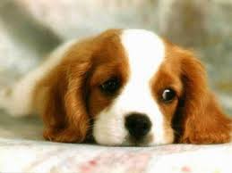 Female Dog Names It s A Girl