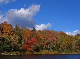 boreal forest