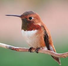 Rufous Hummingbird Life History