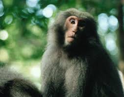 Photo Yakushima monkey