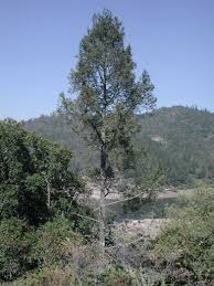 Pseudotsuga Carrière 1867