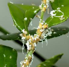 B Adult Asian citrus psyllid