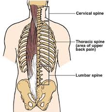 ANATOMY OF THE SPINE
