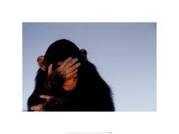 Embarrassed Chimpanzee Art Print by