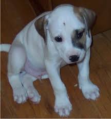 American Bulldog Pit Bull mix