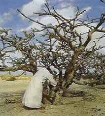 Myrrh Being Harvested