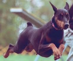 Doberman Pinscher Doberman